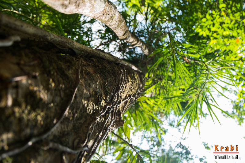 1389960970-DSCF3443co-o